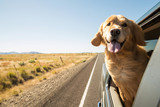 Fototapeta  - Golden Retriever Dog on a road trip