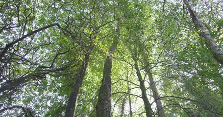 Poster - Camera looking up at the tall trees in a forest