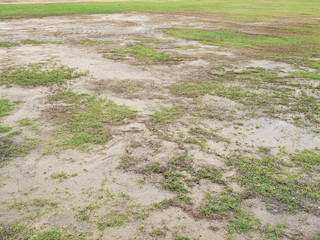 Wall Mural - green grass and dry grass