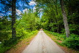 Fototapeta Sawanna - Dirt road in the forest at Bear Brook State Park, New Hampshire.