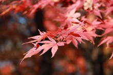 Bright Red Japanese Maple Leaf In Autumn.