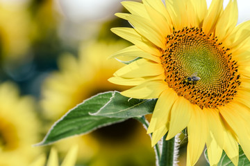 Wall Mural - sunflower and bee