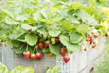 Erdbeeren im Hochbeet