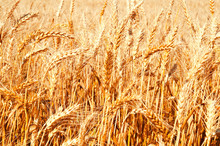 Background Of Wheat Field With Ripening Golden Ears