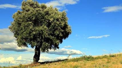 Wall Mural - L'arbre dans le vent