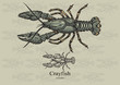 Crayfish. Vector illustration for web, education examples, graphic and packaging design. Suitable for patterns and artwork in 