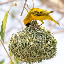 Yellow Masked Weaver Bird Building Nest