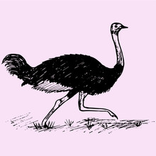 Wild Ostrich Running Doodle Style Sketch Illustration Hand Drawn Vector