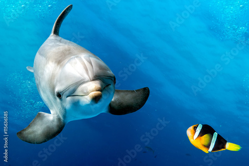 фотографія dolphin underwater on blue with clown fish nemo