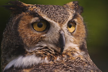 Great Horned Owl, Bubo Virginianus