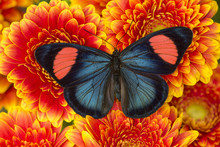 Painted Beauty Butterfly From The Amazon Region, Batesia Hypochlora
