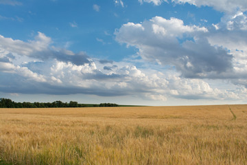 wheat field