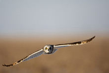  Short-eared Owl (Asio Flammeus) In Flight At Prairie Ridge State Natural Area, Marion Co., IL