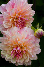 USA, Oregon, Shore Acres State Park. Close-up Of Dahlia Flowers. Credit As: Jean Carter / Jaynes Gallery / DanitaDelimont.com 