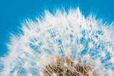 Fototapeta Dmuchawce - Dandelion flower seeds blowball