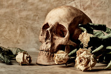 Vintage Background With Skull And Dry Roses