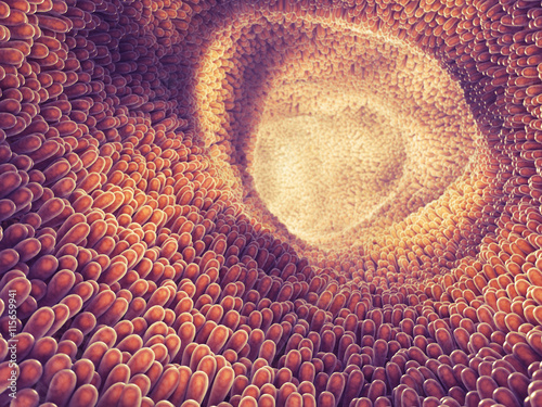 Fotografia Intestine lining and villi , Food digestion and absorption , Intestinal villus