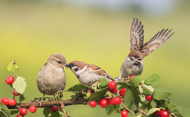 Canvas Print -  birds sparrows sitting on a branch with berries cherry and flap their wings