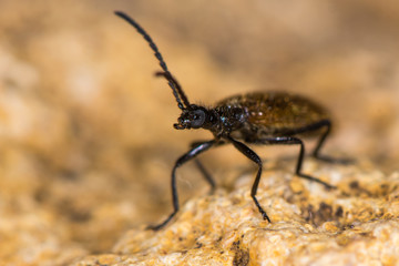 Lagria hirta beetle. A hairy beetle in the family Tenebrionidae, said to feed on Asteraceae and Apiaceae plants