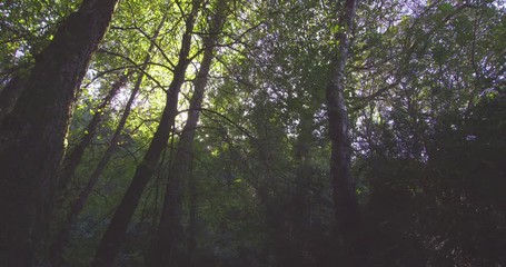 Poster - Peaceful wooded area