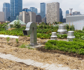 Wall Mural - Urban Rooftop Farm