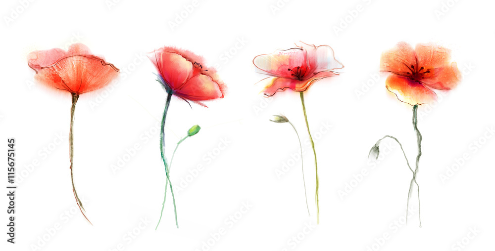 Watercolor painting poppy flower. Isolated flowers on white background. Set of Pink and red poppy flower painting. Hand painted watercolor floral, flower background. - obrazy, fototapety, plakaty 