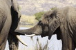 African bush elephant, Loxodonta africana