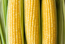 Ripe Corn Grains On Cob And Green Leaves. Closeup