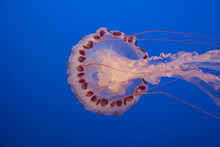 Purple-striped Jellyfish