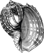 Vintage Illustration Sea Shell