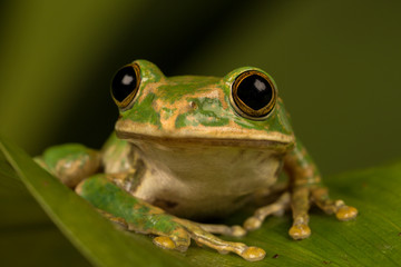 Close up of a Peacock tree frog perched on a leaf with green background.