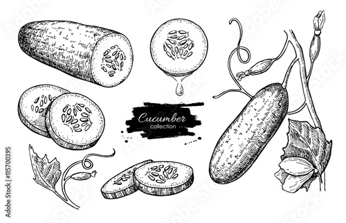 Fotomural Cucumber hand drawn vector set. Isolated cucumber, sliced pieces