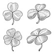 Clover leaf engraving style vector illustration
