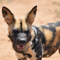 Wall Mural - african wild dog