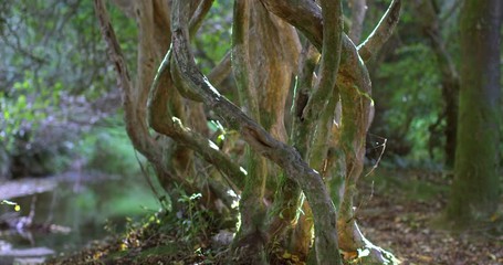 Poster - Old gnarled tree in the sunlight