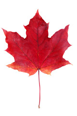 red maple leaf