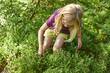 © Petr Bonek - Child blond little girl picking fresh berries on blueberry field in forest. Child pick blue berry in the woods. Little girl playing outdoors. Summer family fun.