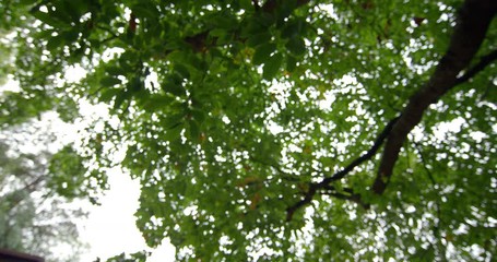 Poster - Low angle view of leaves on a tall tree