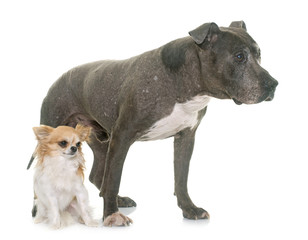 Canvas Print - old pitbull and chihuahua