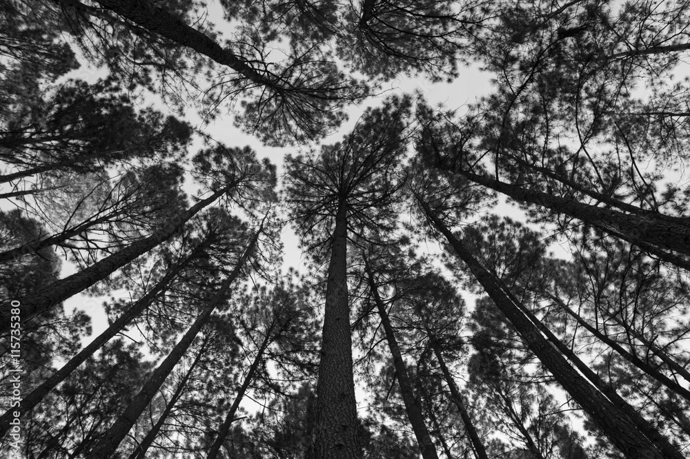 Pine forest black and white background. Stock Photo | Adobe Stock
