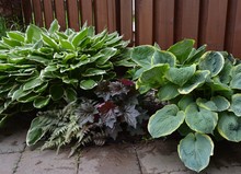 Various Plants For The Shade In A Garden