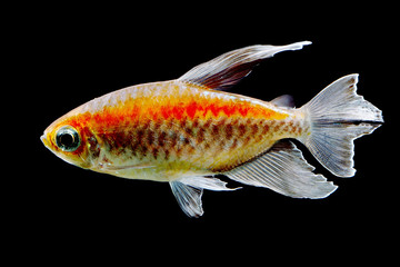 Sticker - Congo tetra fish isolated 