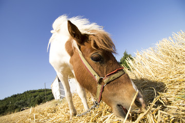 grazing pony