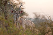 greater kudu, tragelaphus strepsiceros,kruger national park