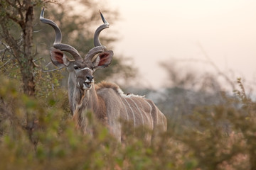 greater kudu, tragelaphus strepsiceros,kruger national park