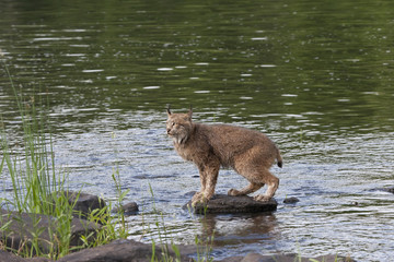 Wall Mural - Lynx on a Rock in the River