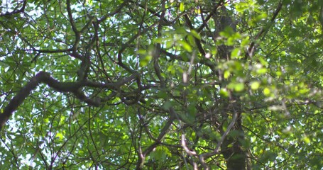 Poster - Camera looking up at the trees in a woods