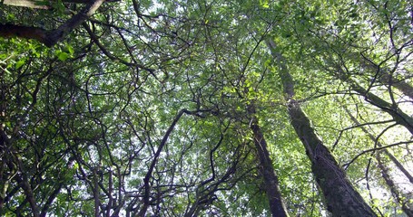 Poster - Camera looking up at the tall trees in a woods