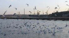 Many Seagulls, Ducks And Swans In Lake Swim And Dive. Birds Looking And Fighting For Food During Winter Sunset. Birds Feeding And Flying. Birds Near Sea Port. Gantry Cranes,vessel And Ship Background.