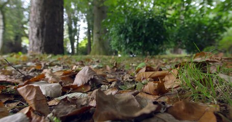 Poster - Autumn leaves on the ground
